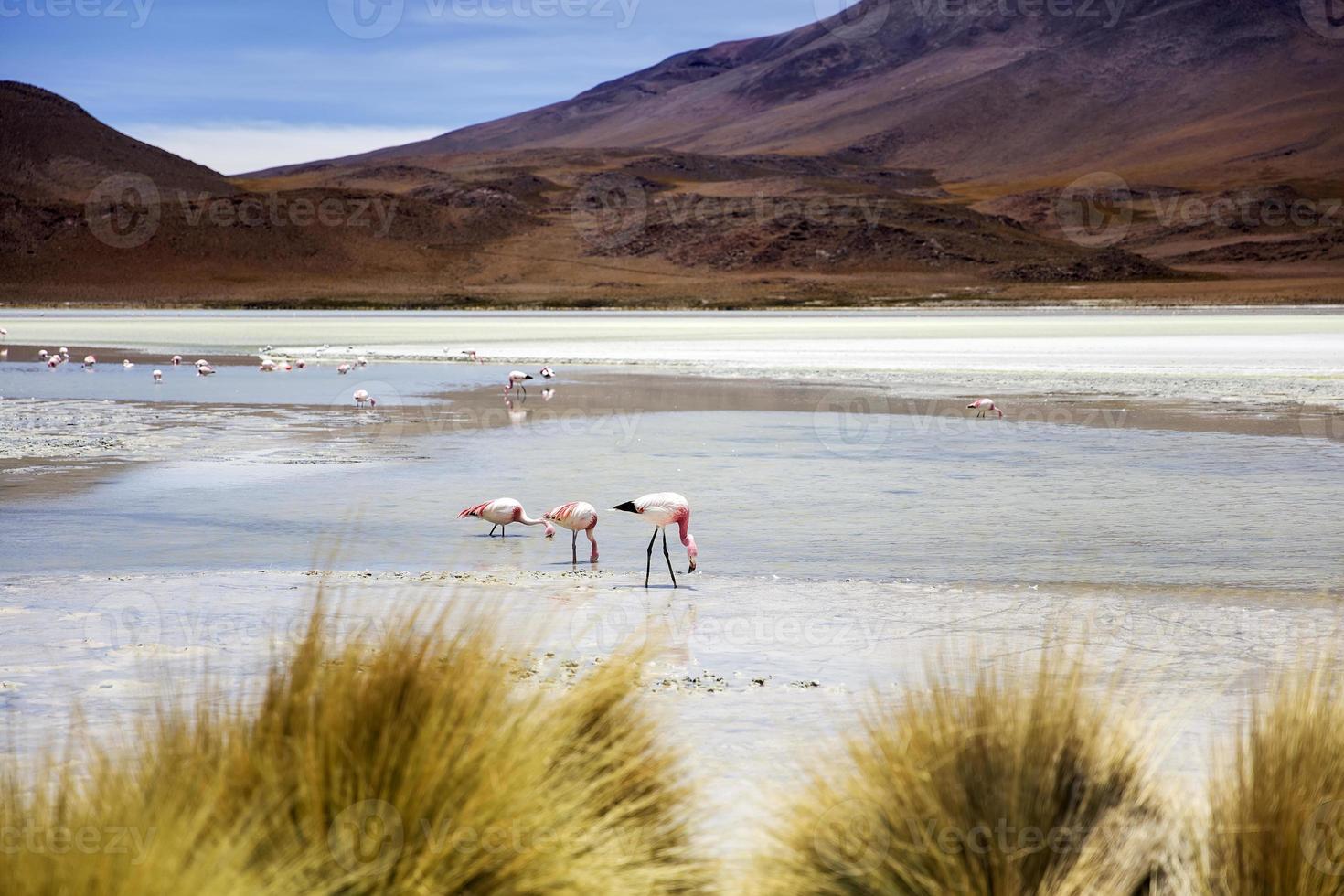 Laguna Hedionda en Bolivia foto