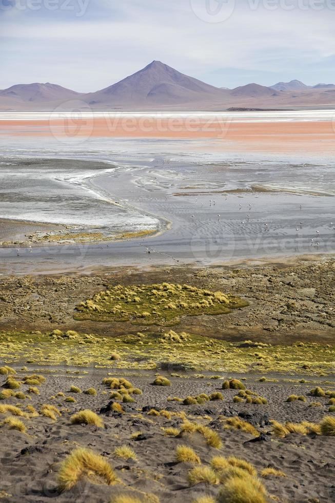 Laguna Colorada in Bolivia photo