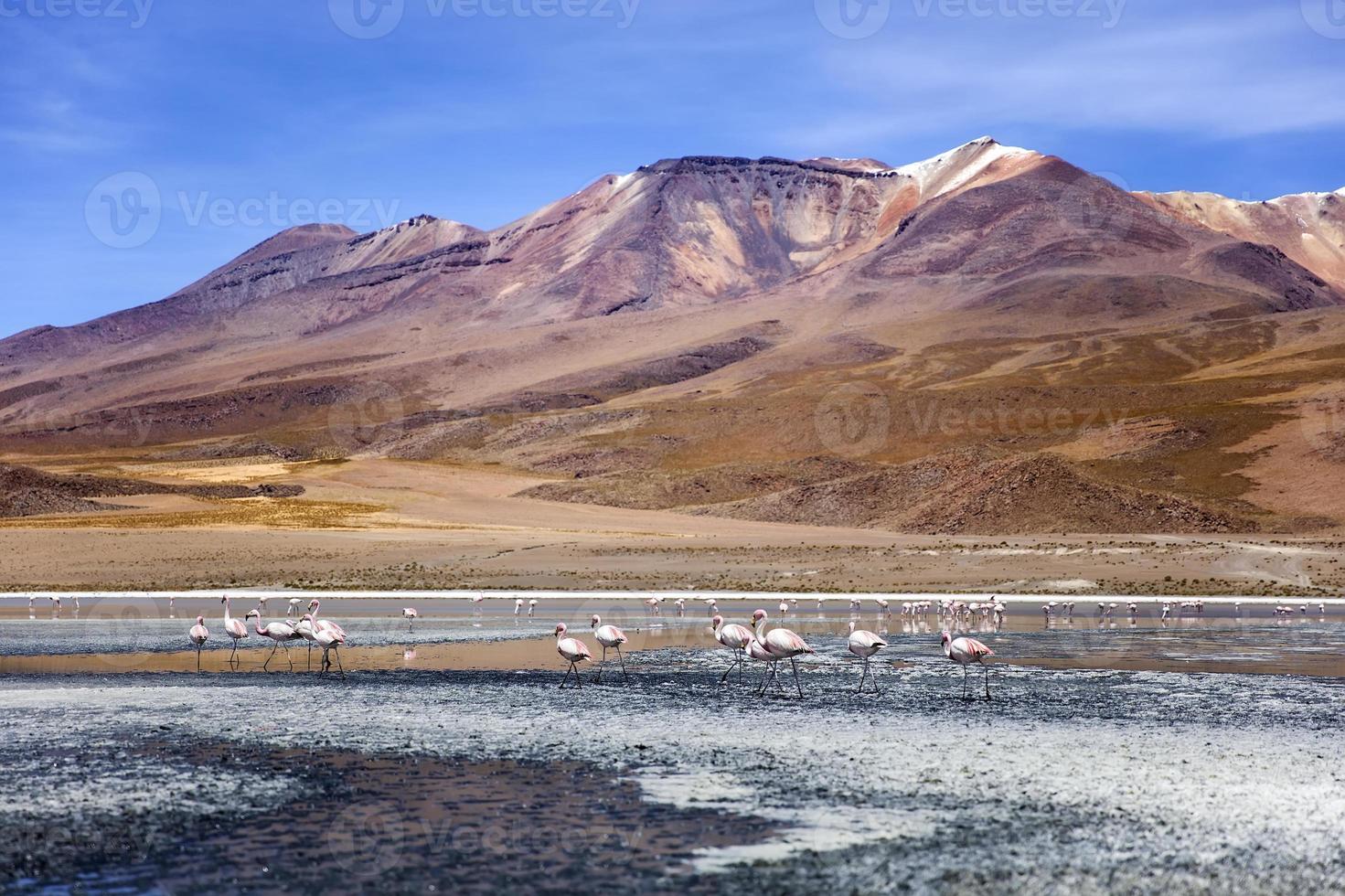 laguna colorada en bolivia foto