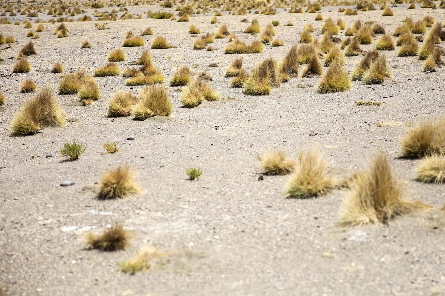 desierto de dalí en bolivia foto