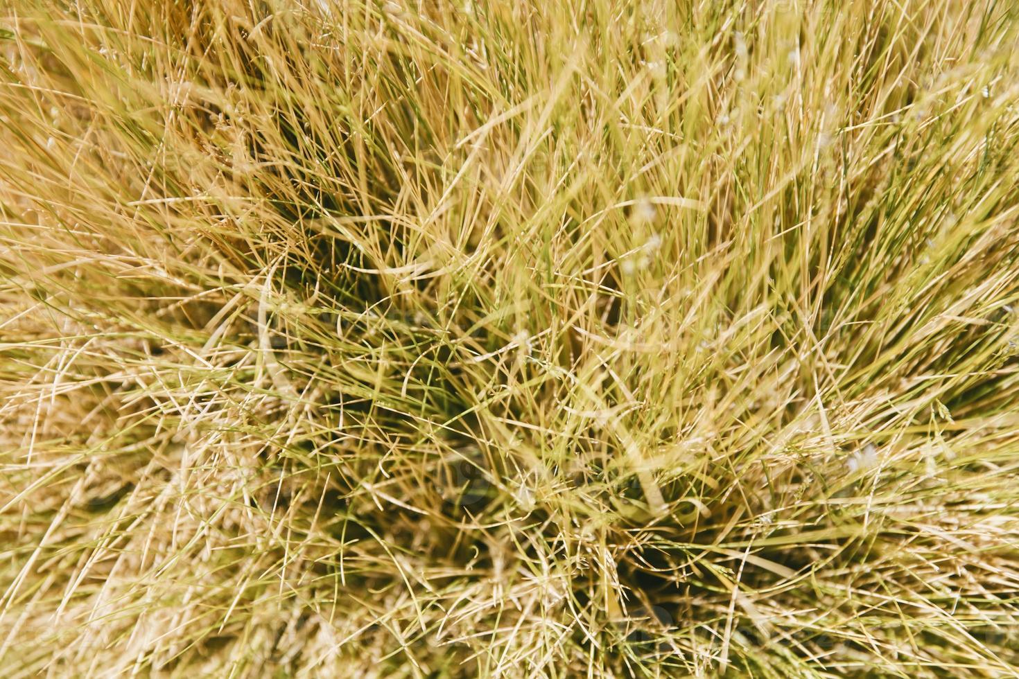 Closeup of the desert plant photo