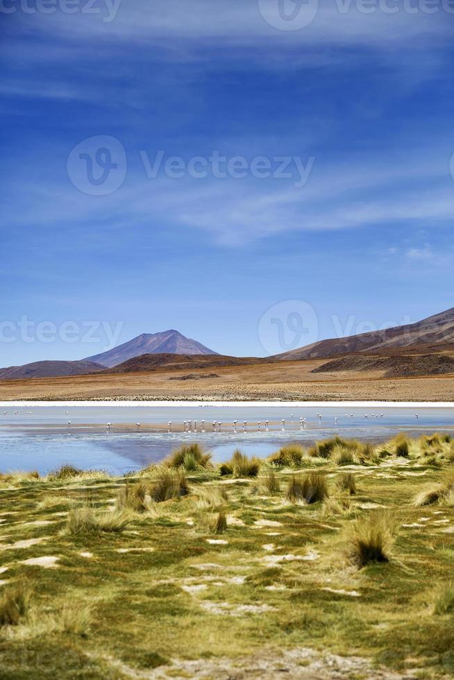 laguna colorada en bolivia foto