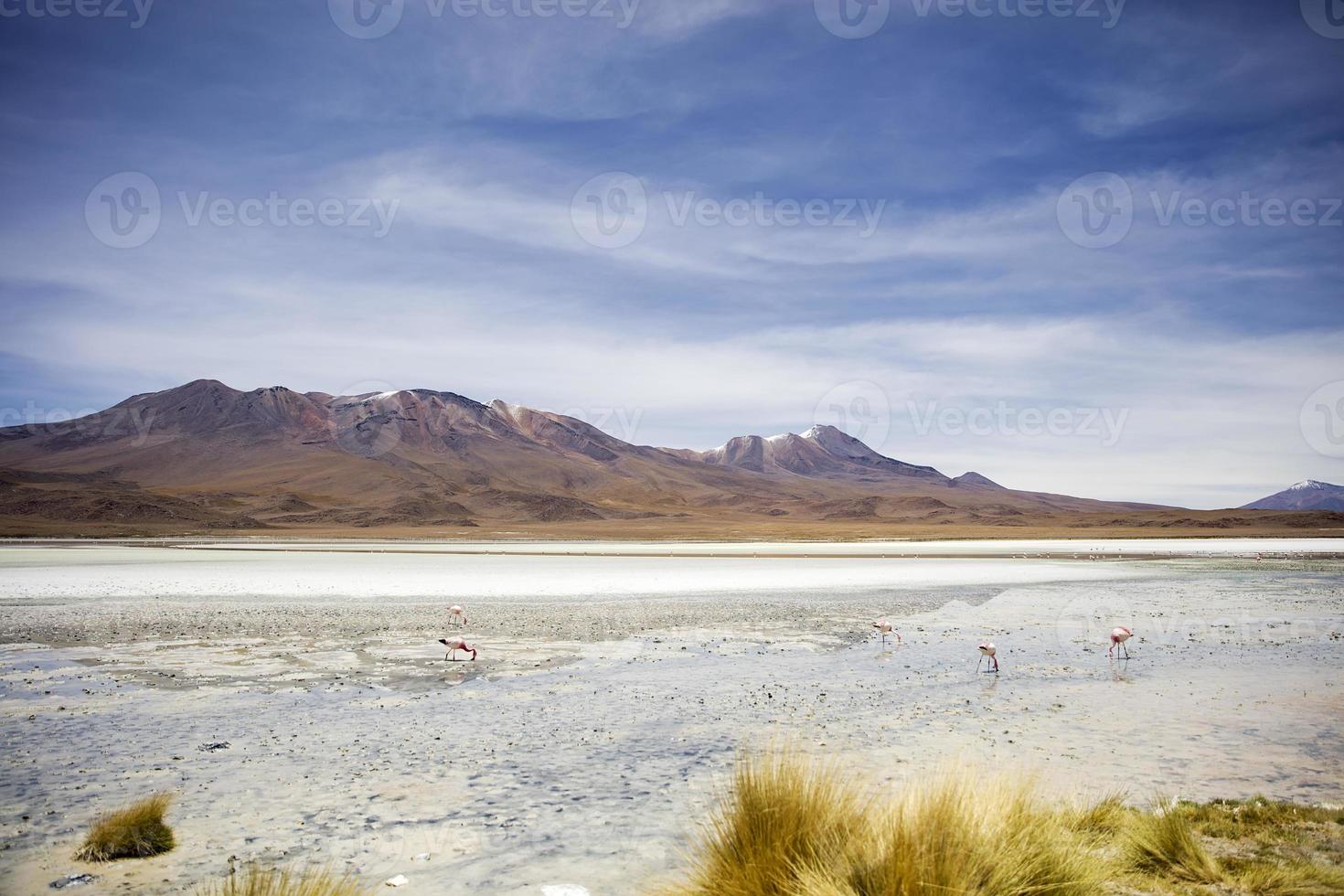 Laguna Hedionda en Bolivia foto