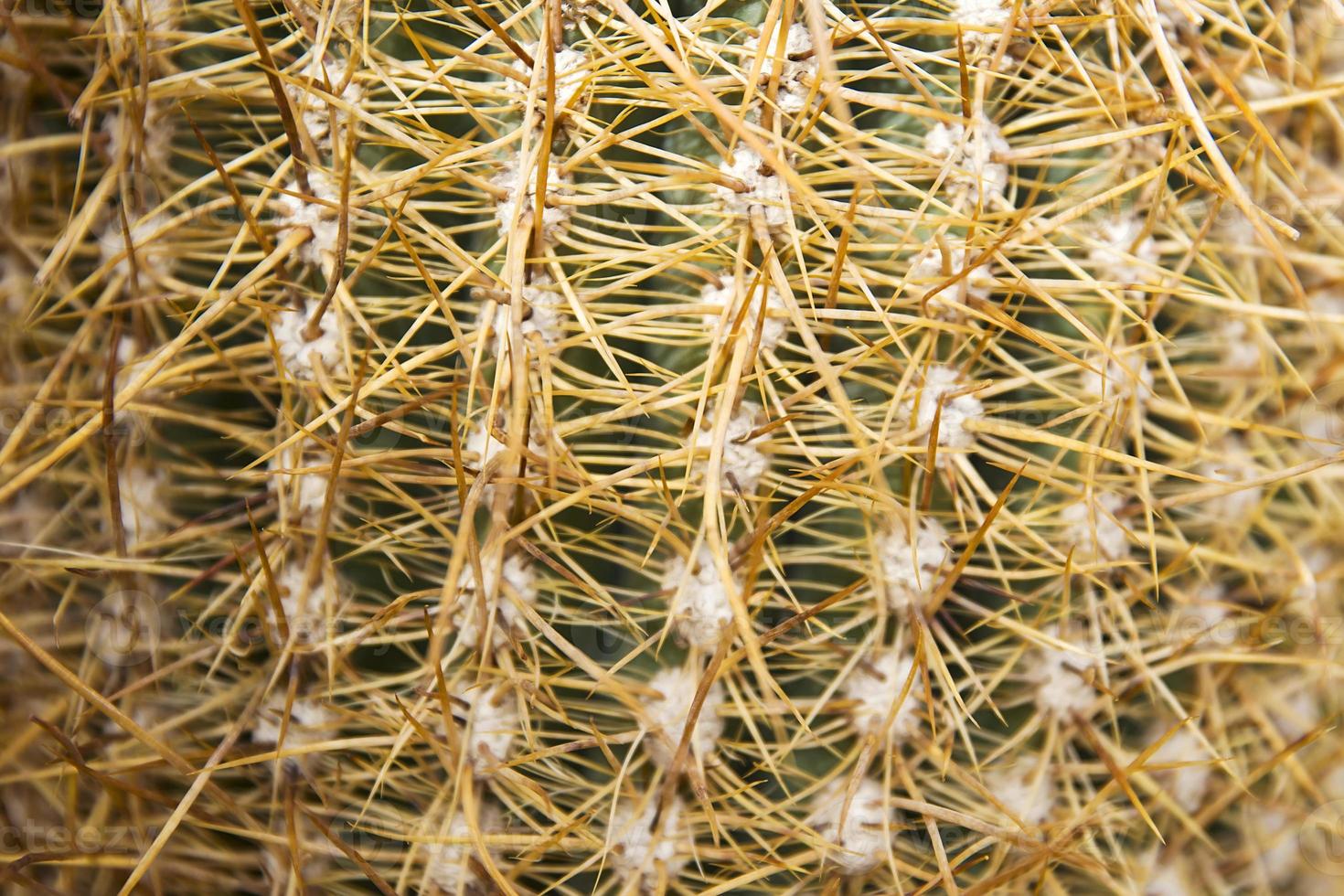 Closeup of the cactus photo