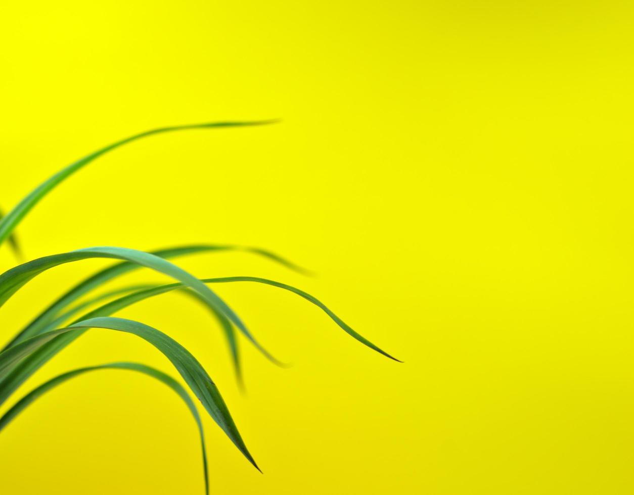 Green fresh fallen curved botany isolated with a yellow background photo
