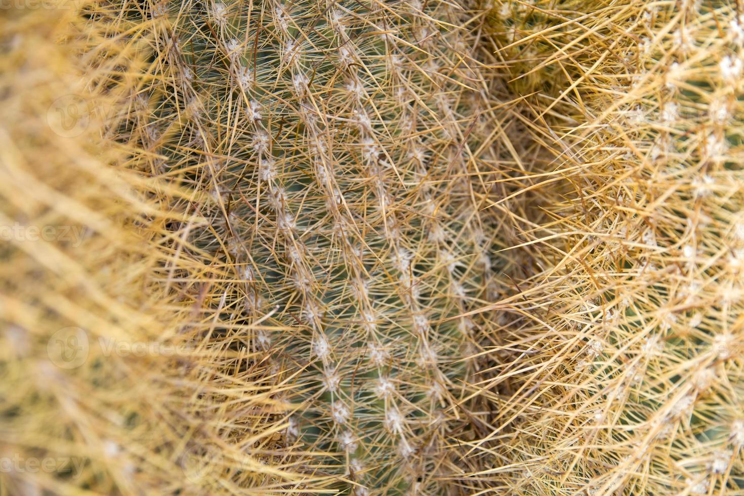 primer plano del cactus foto