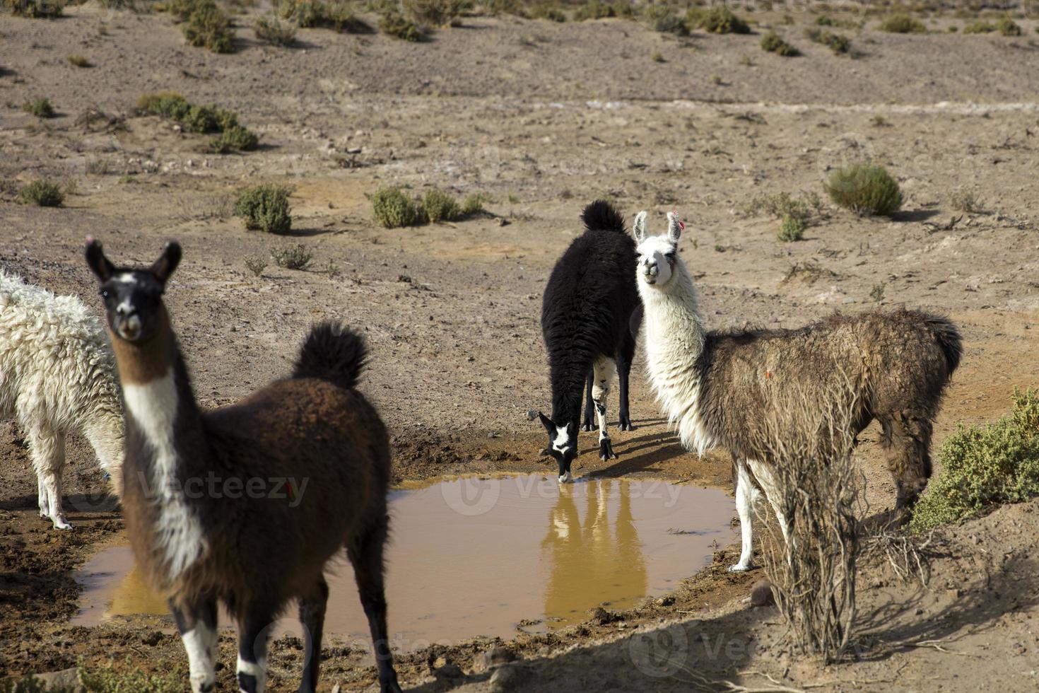 lamas en el desierto de dalí en bolivia foto