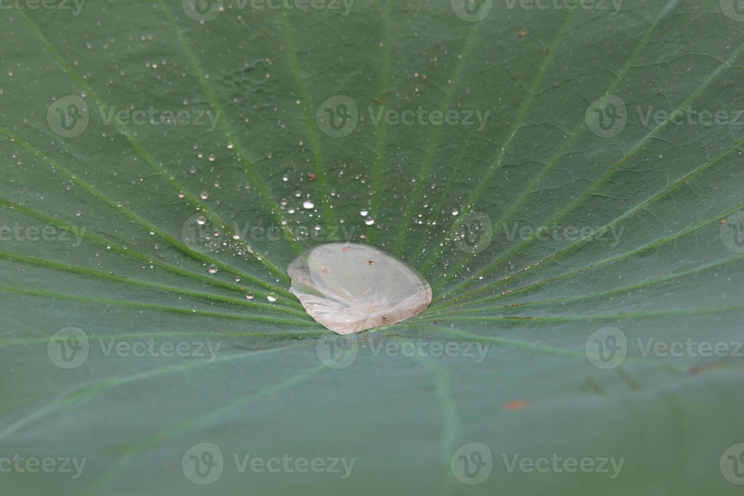Water drops on a leaf photo