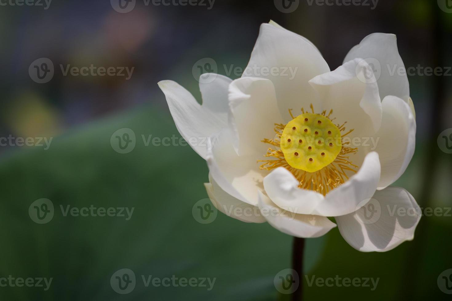 White lilies among green leaves in the lake photo