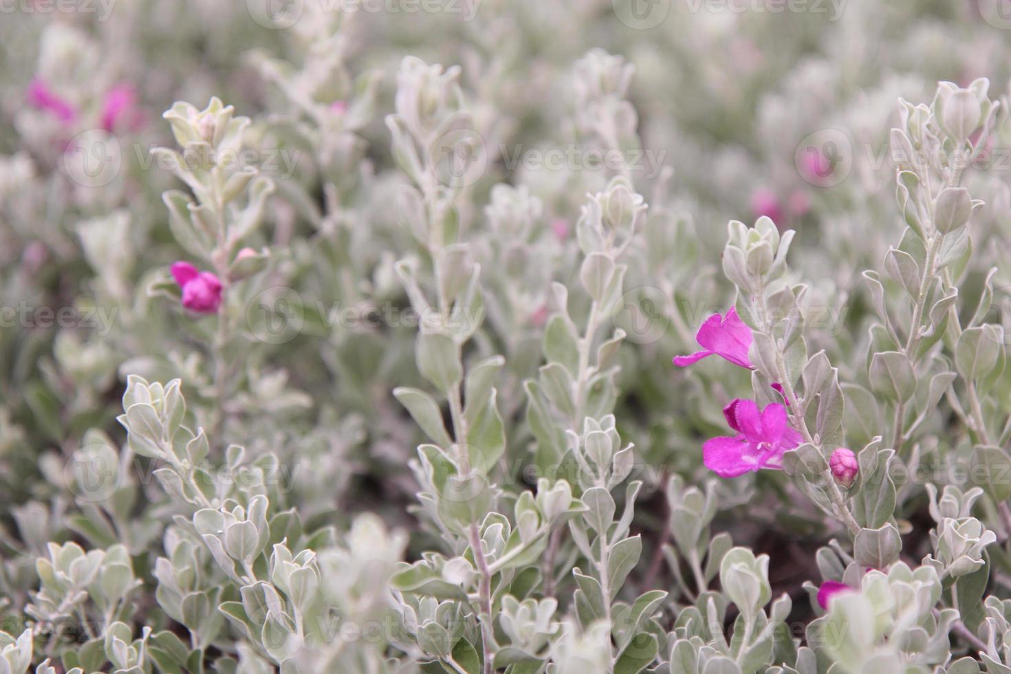 Pink flowers on a white background photo