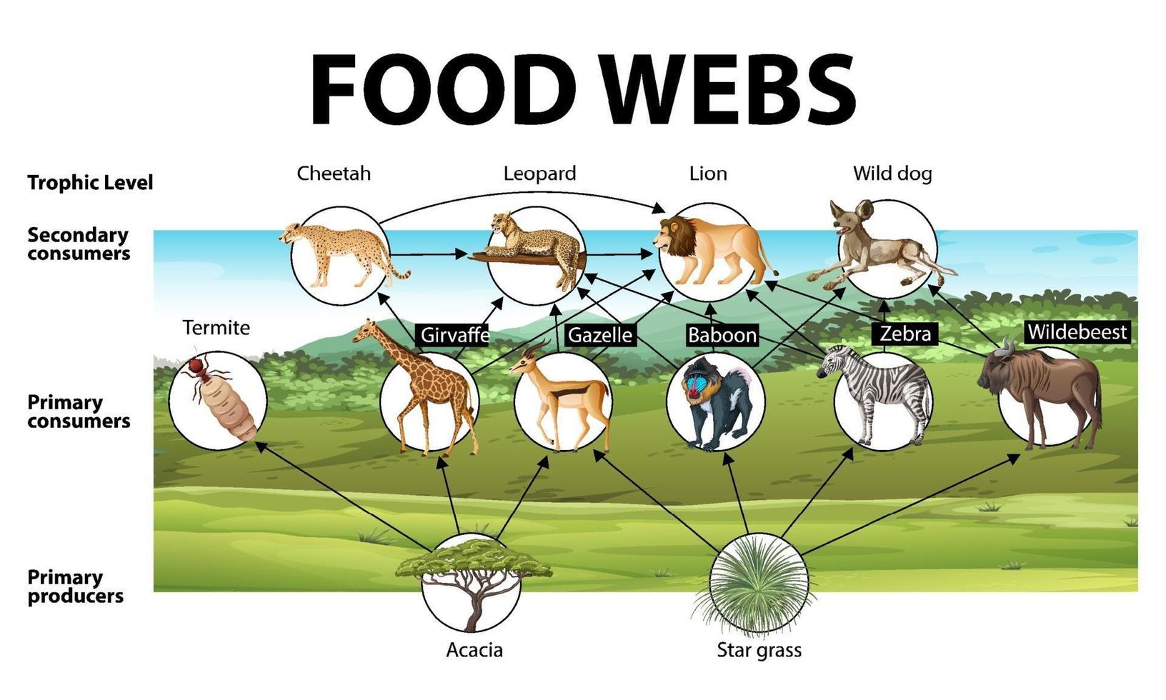 Education poster of biology for food webs diagram vector