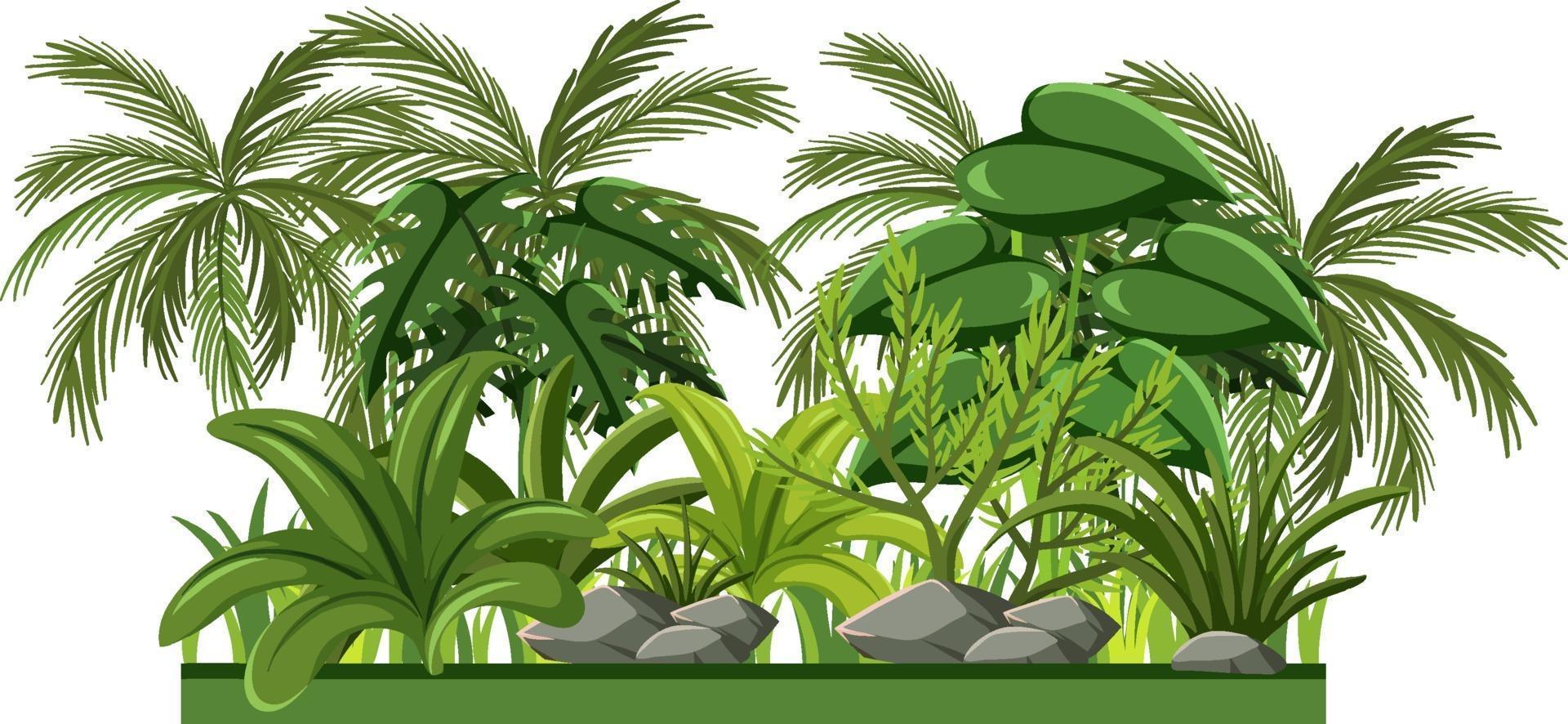 Set of different rainforest trees on white background vector