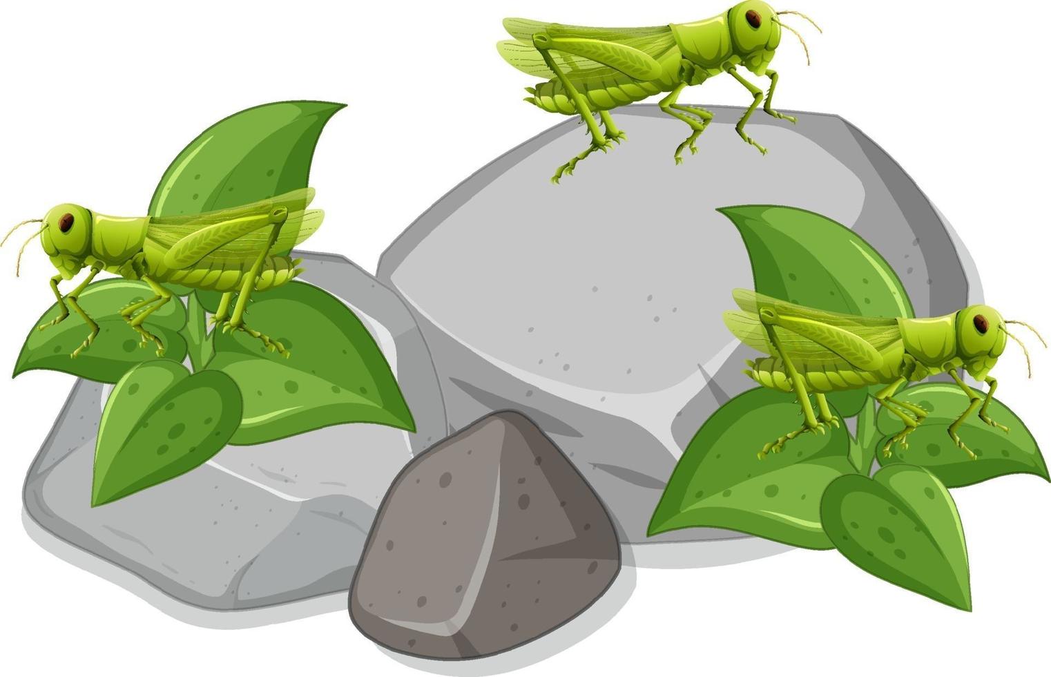 Many grasshopers on stones on white background vector