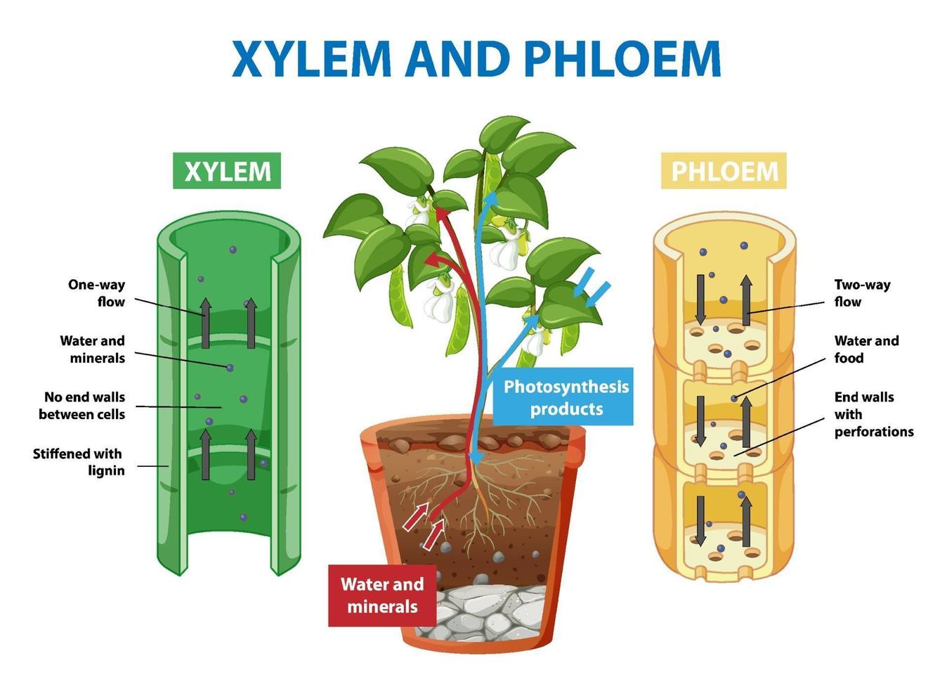 Diagram showing xylem and phloem of plant vector