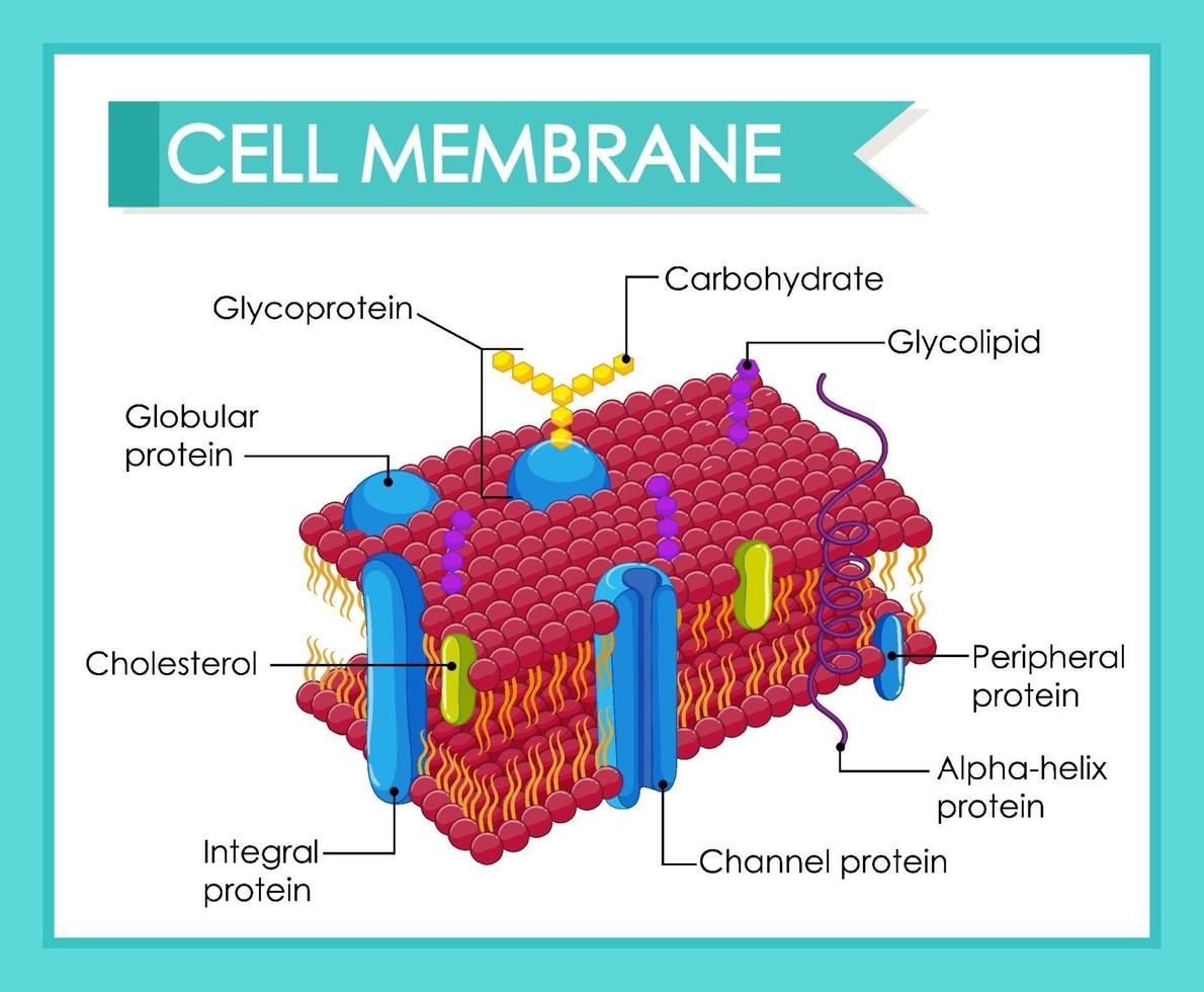 Human cell membrane structure vector