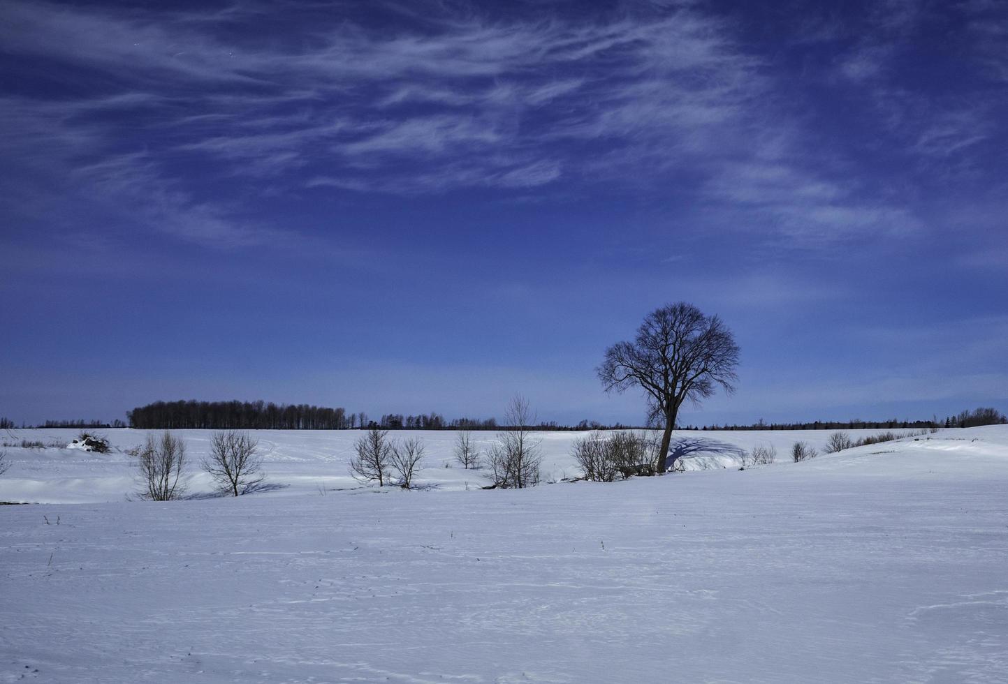 Hilera de árboles en un campo nevado con nublado cielo azul foto