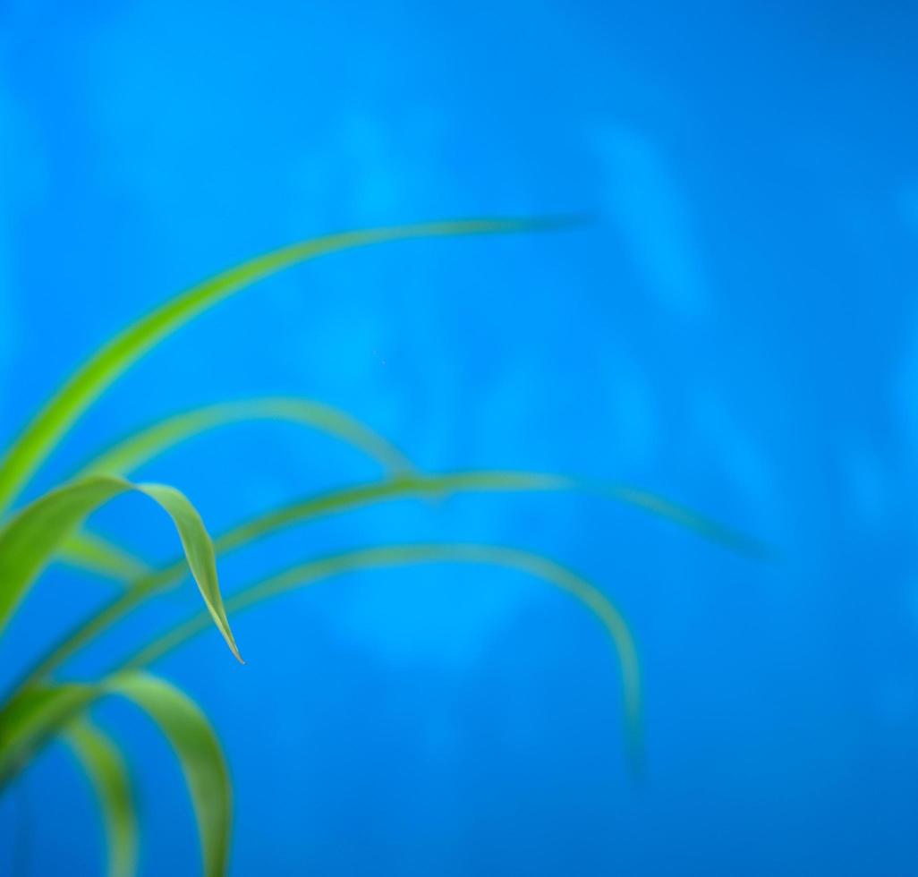 Green fresh botany isolated foreground with blur blue grunge background photo