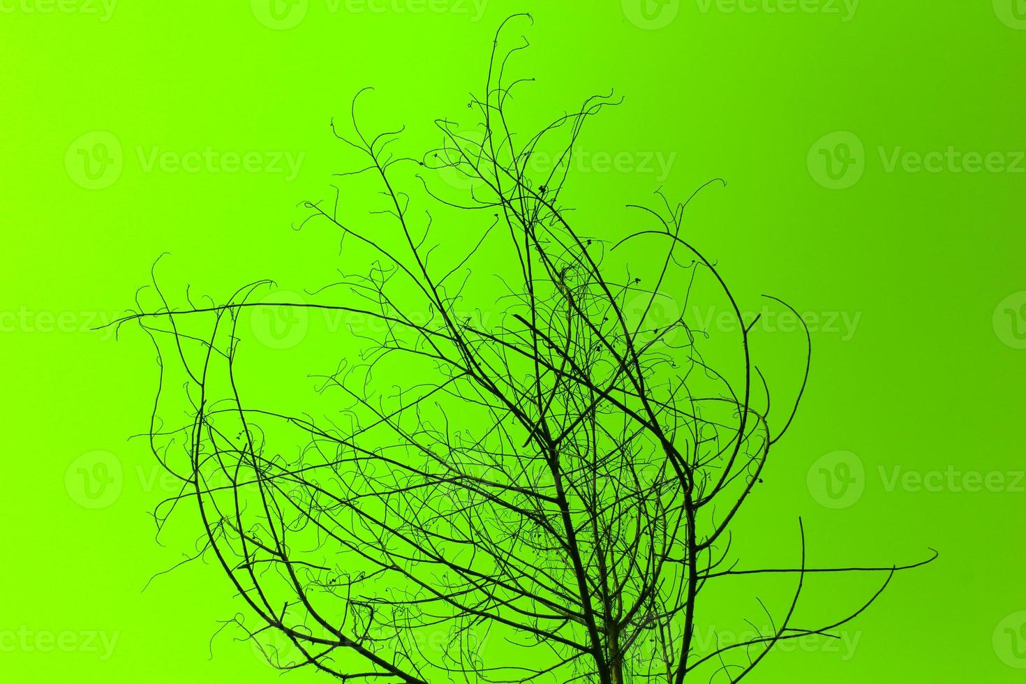 árbol seco en verde foto