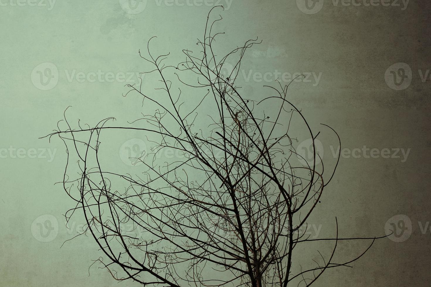 árbol seco en un cielo oscuro foto