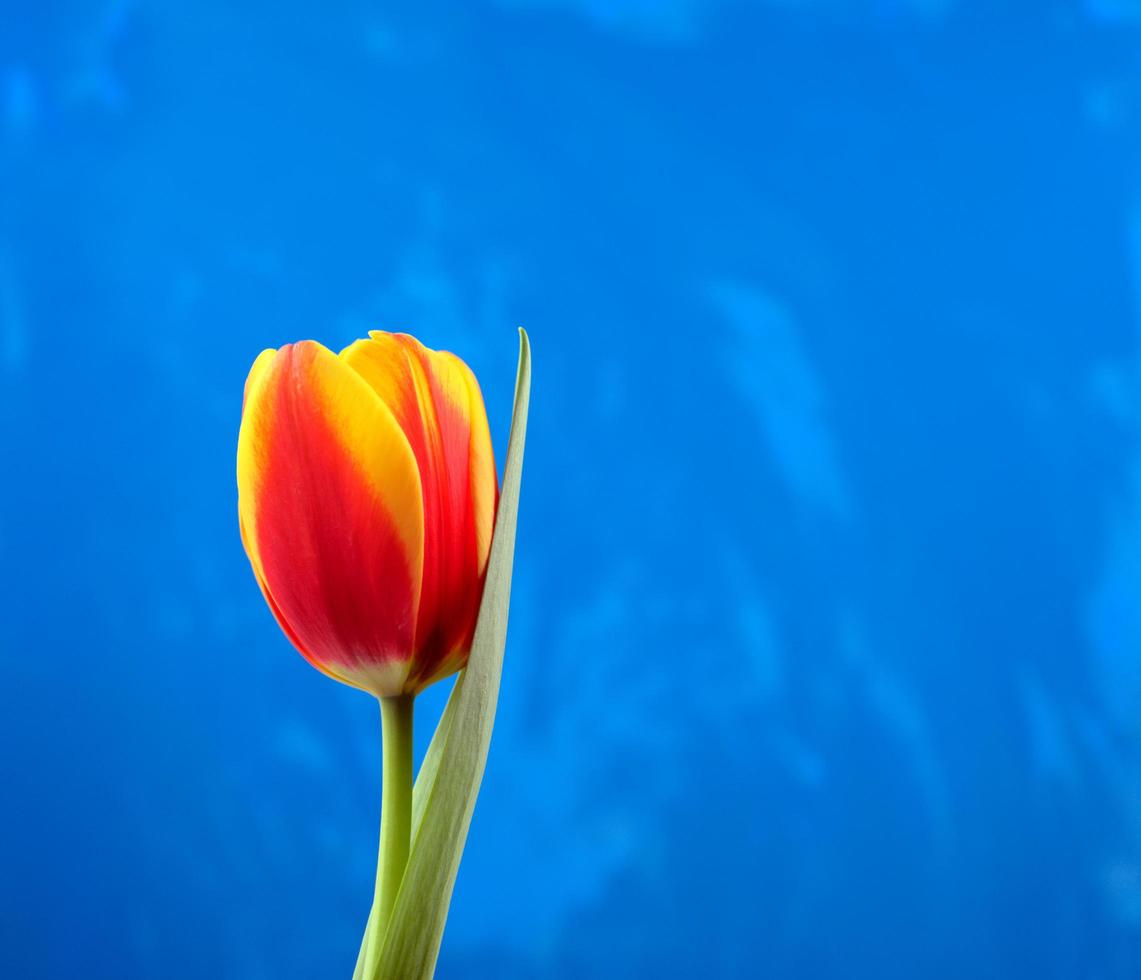 Fresh vivid hot red magenta grunge tulip flower with a leaf and bright rough blue abstract acrylic handmade texture background photo