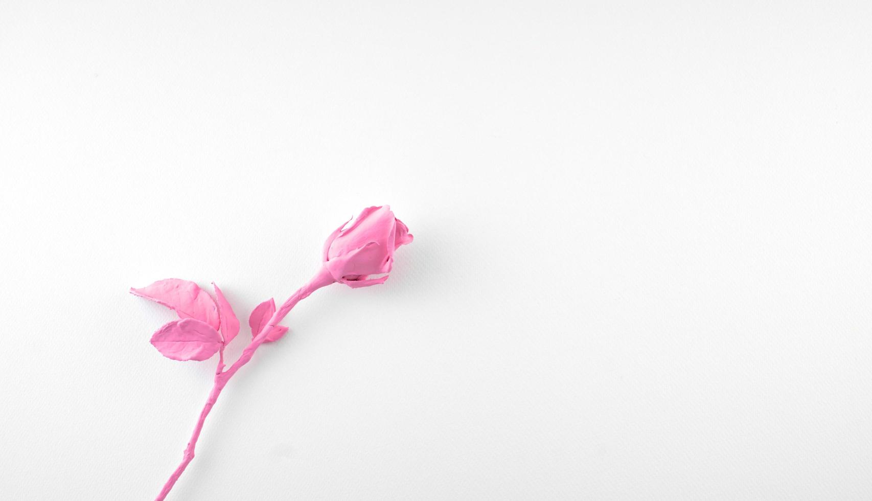 Pink rose acrylic isolated on white background photo
