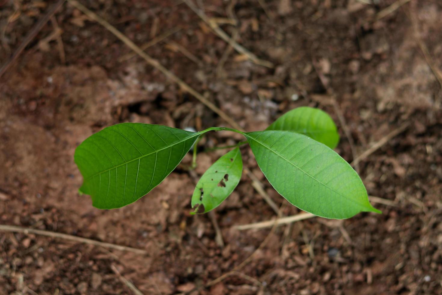 Small mango tree growing photo