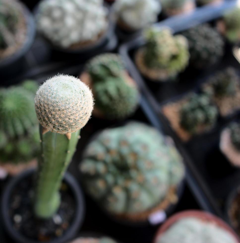 Small single towering cactus in a pot with blurred background, cacti desert plant photo