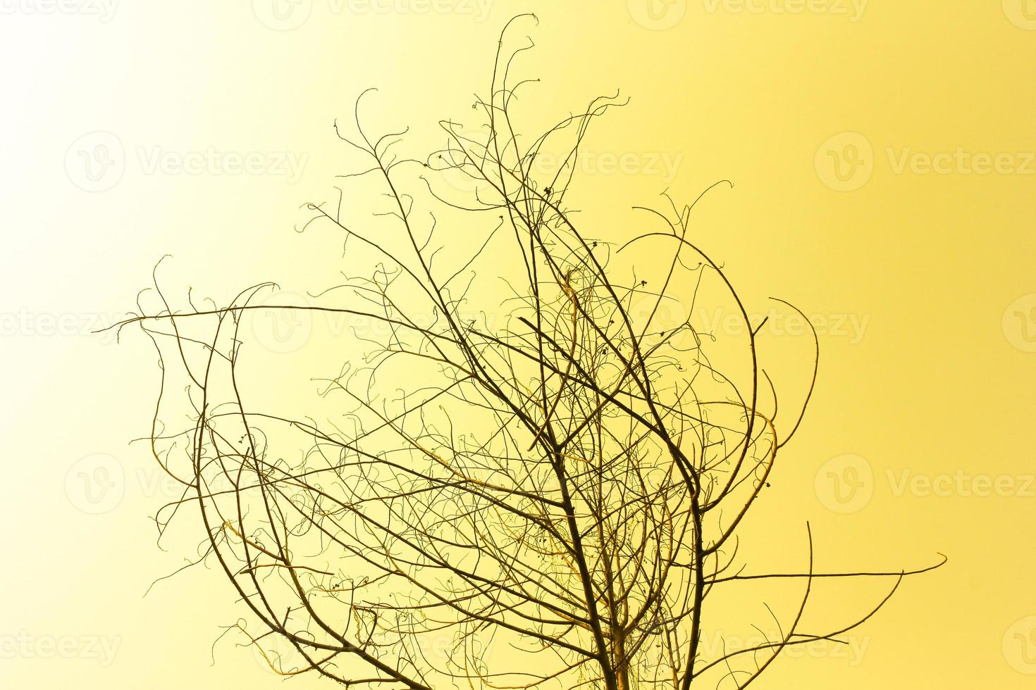 Dried tree on orange sky photo