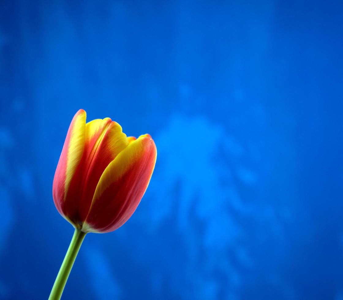 Flor de tulipán grunge magenta rojo vivo fresco con fondo de textura hecha a mano de acrílico abstracto azul áspero brillante foto