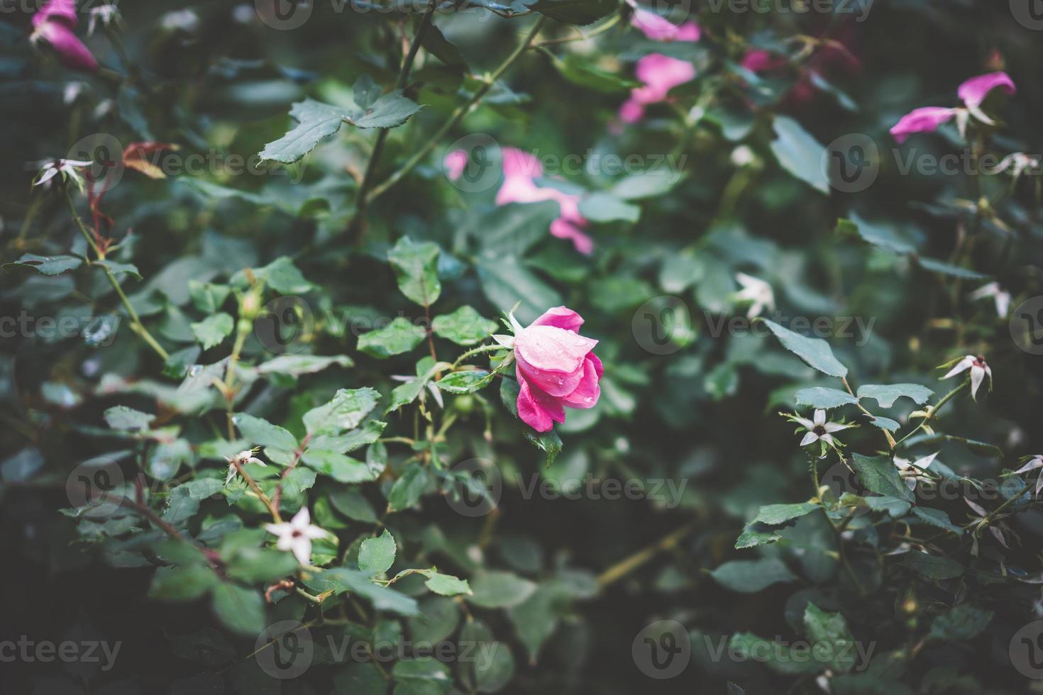 pequeña rosa rosa rodeada de follaje foto