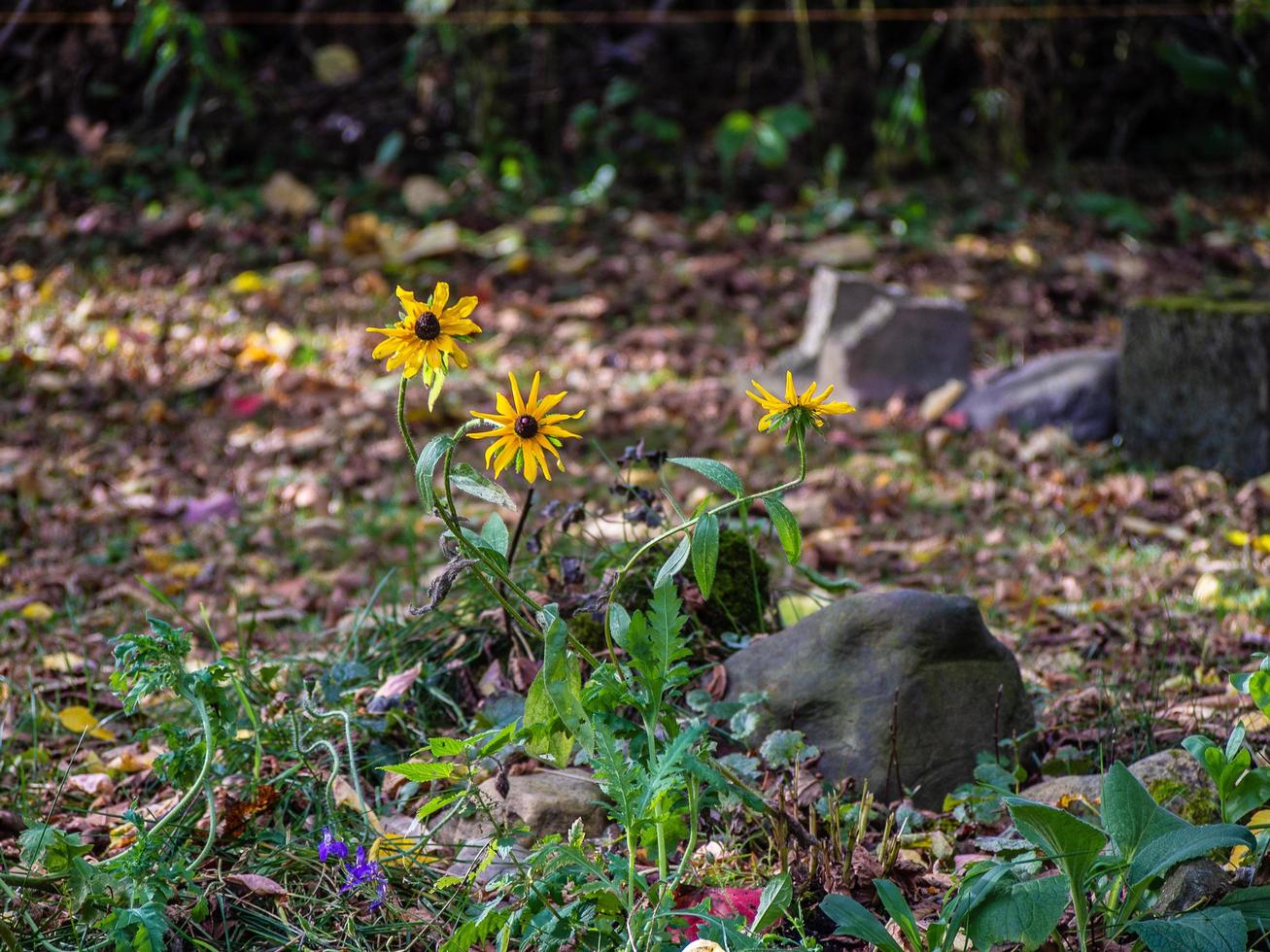 Yellow flowers in the ground photo