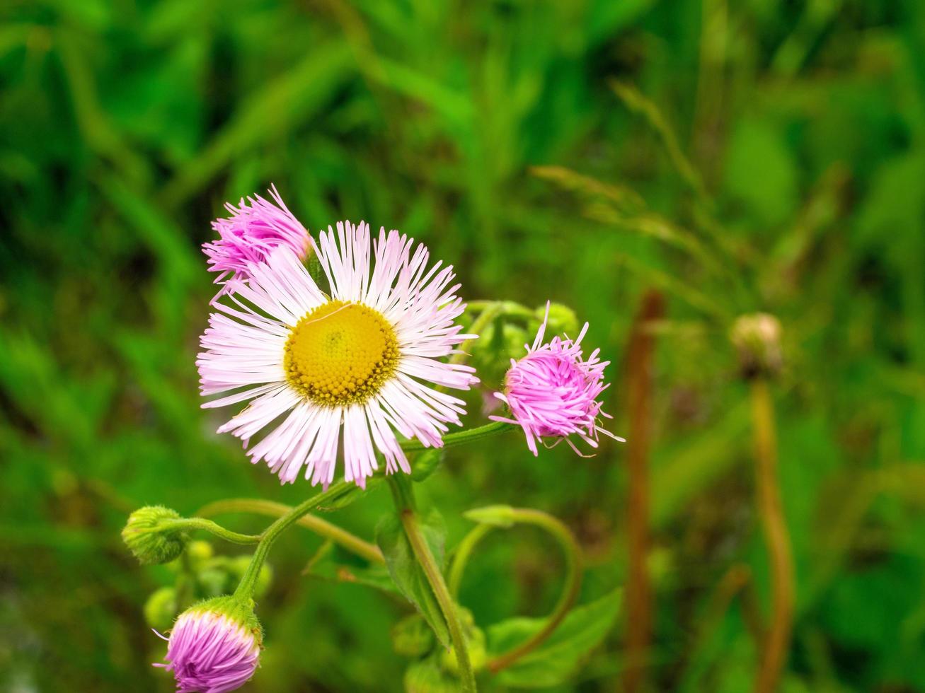 Flor de margarita común en un campo foto