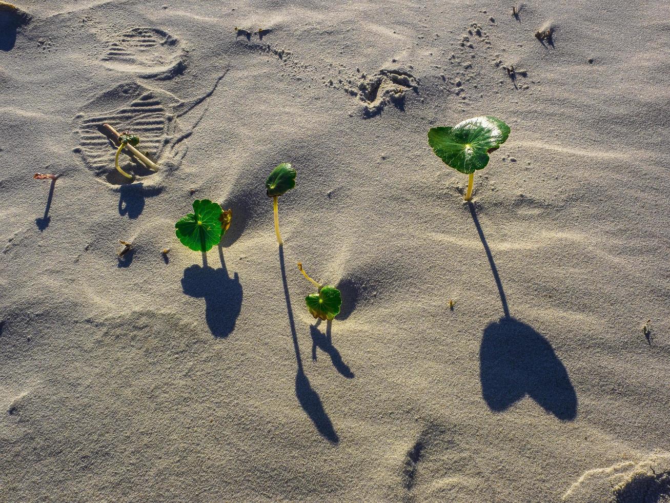 pequeñas plantas verdes en la arena. foto