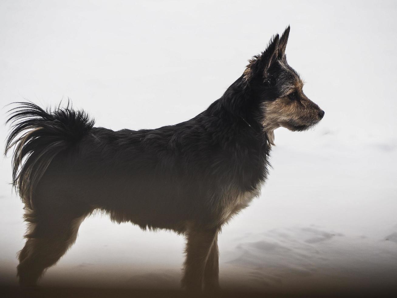 Retrato de un perro negro y marrón en la nieve. foto