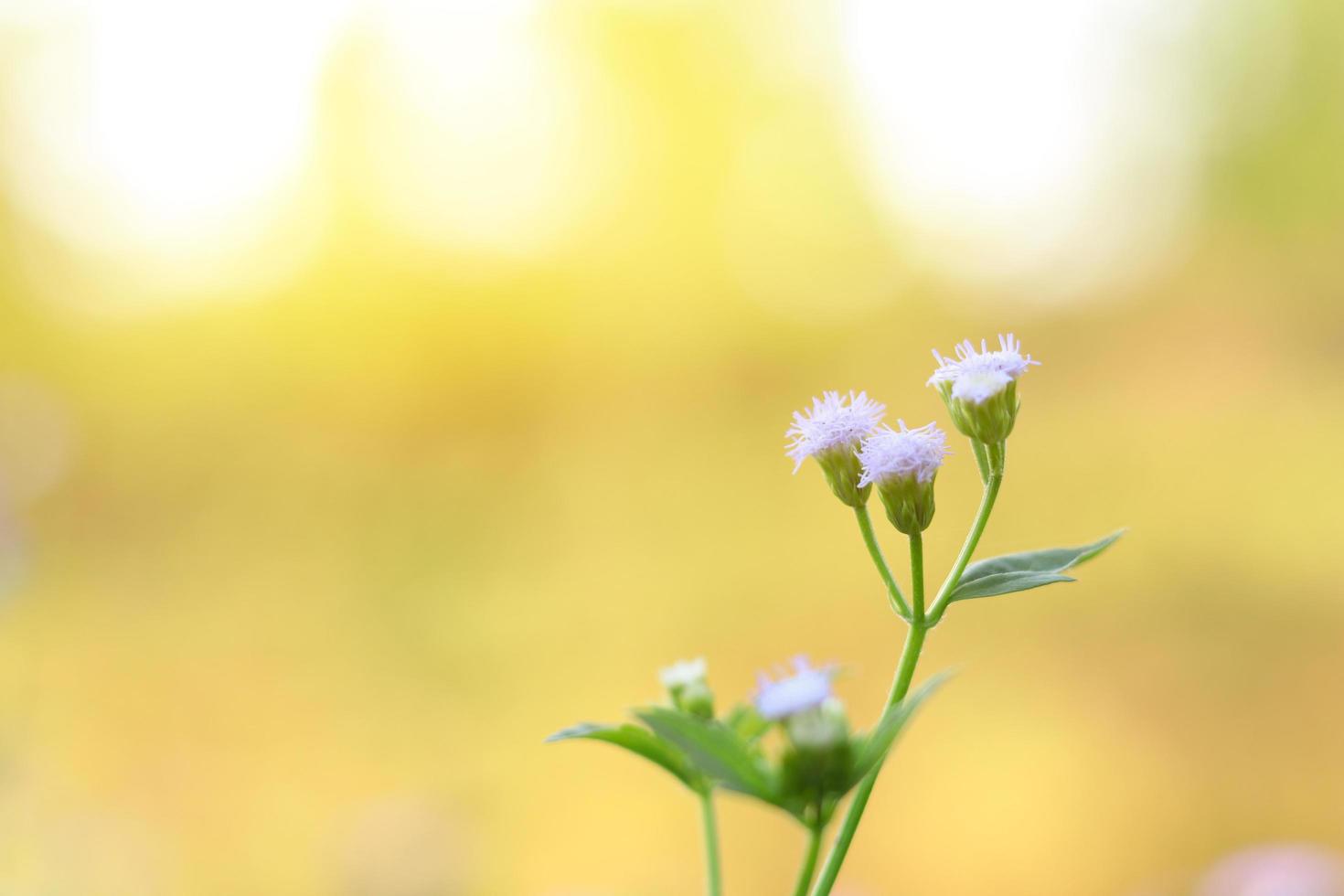 Light purple flowers on blurred background photo