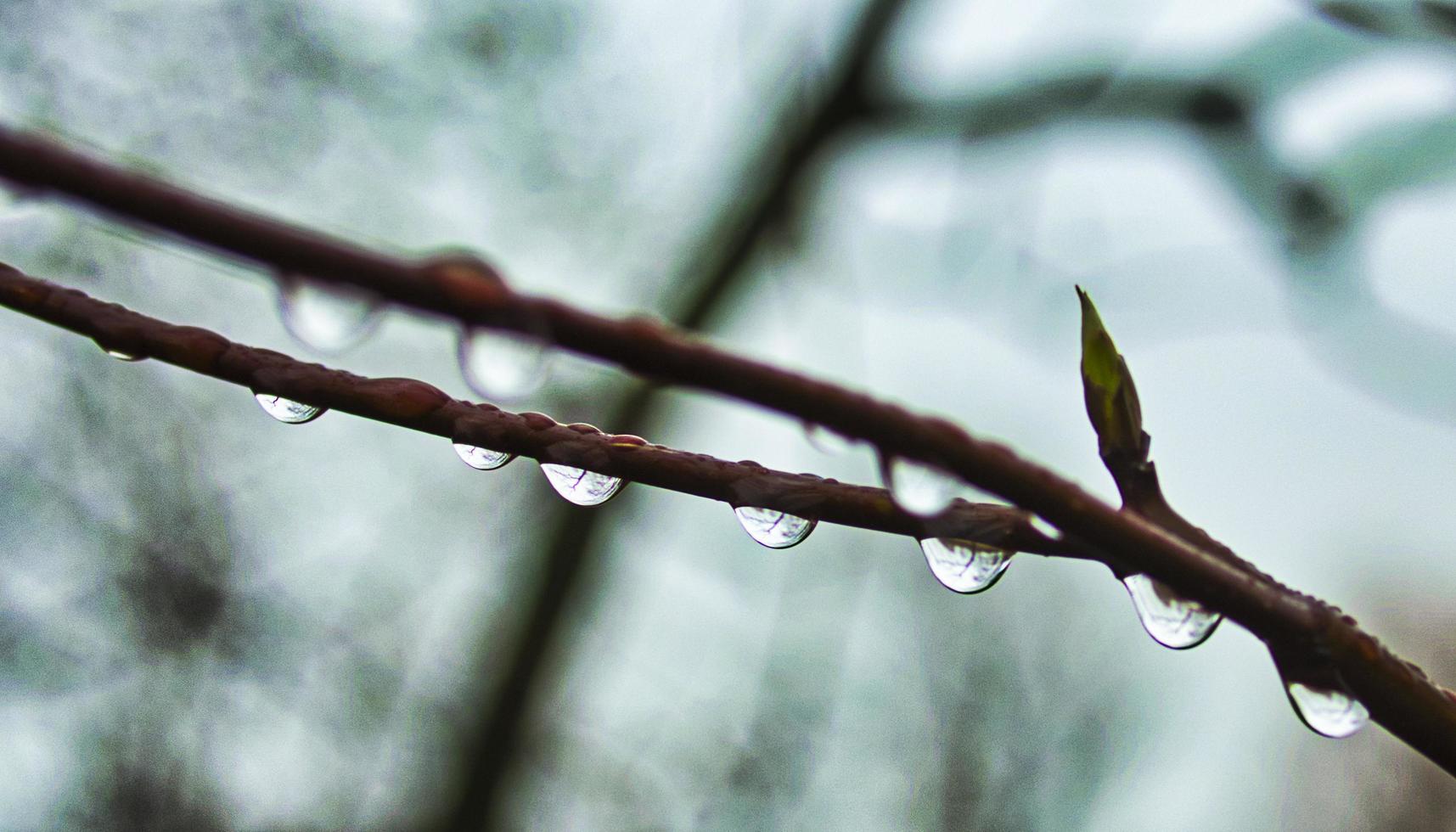 primer plano, de, gotas de agua, en, un, rama foto