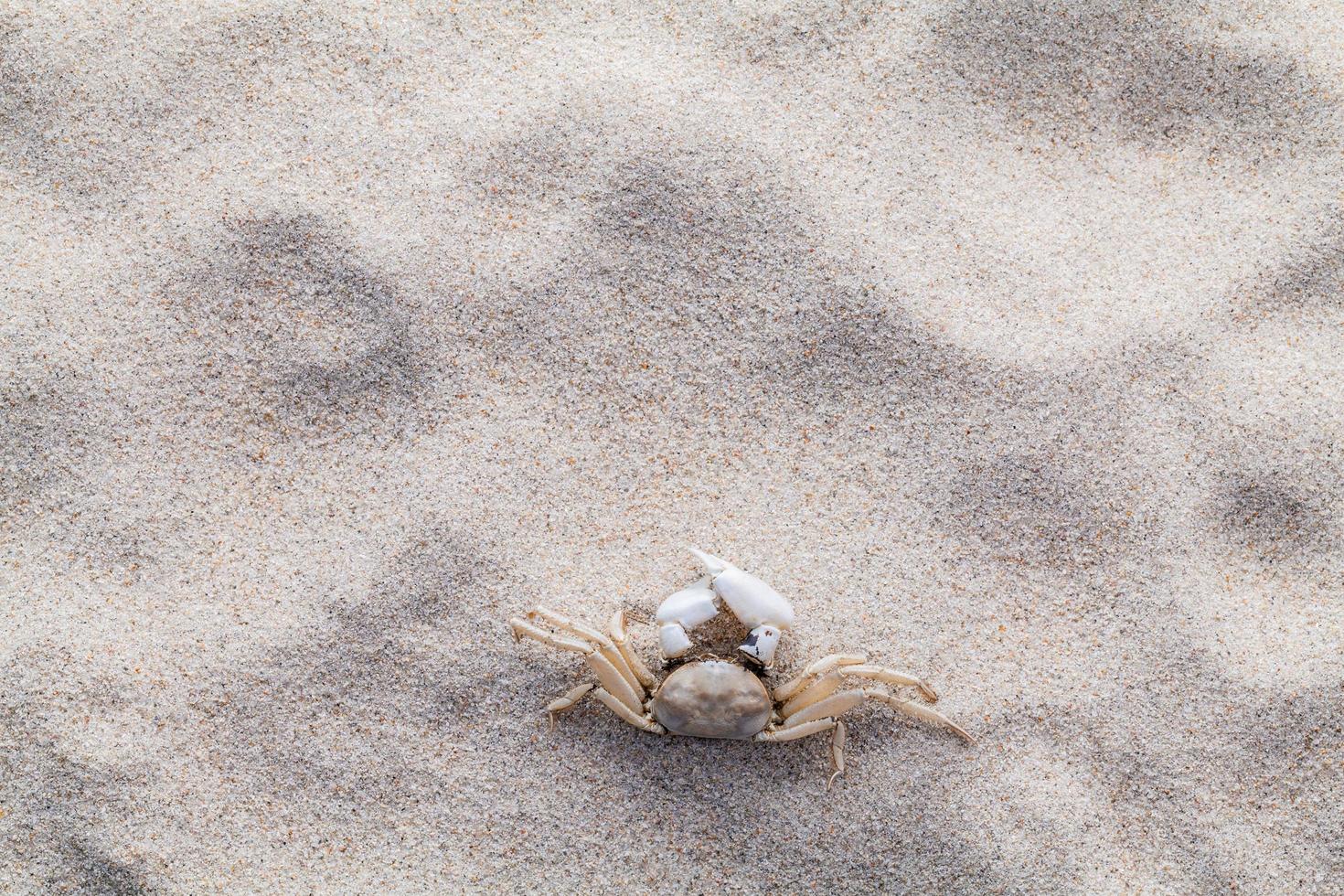 A crab in sand photo