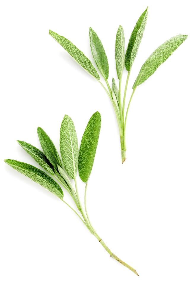 Two sage branches photo