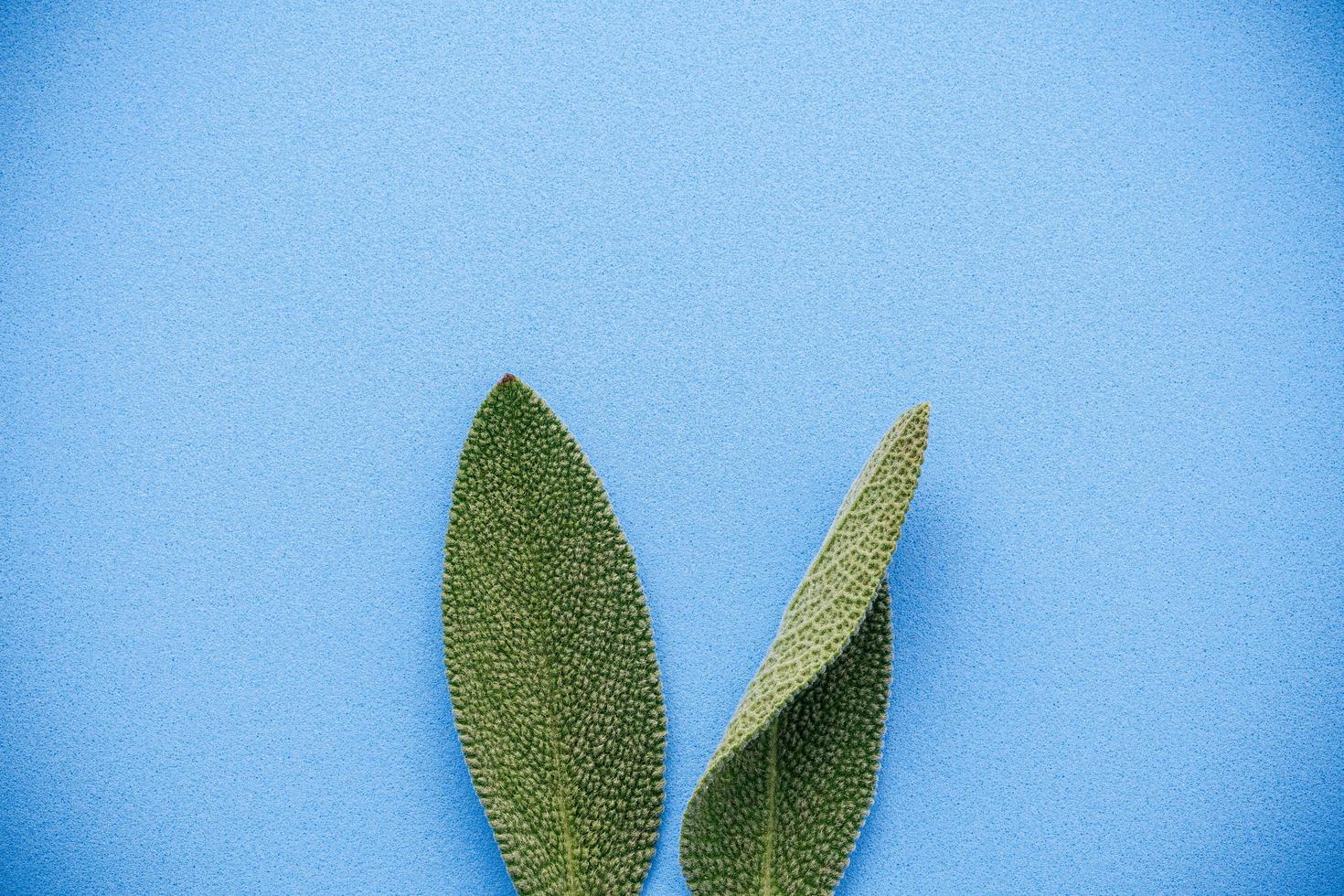 hojas de salvia sobre un fondo azul foto