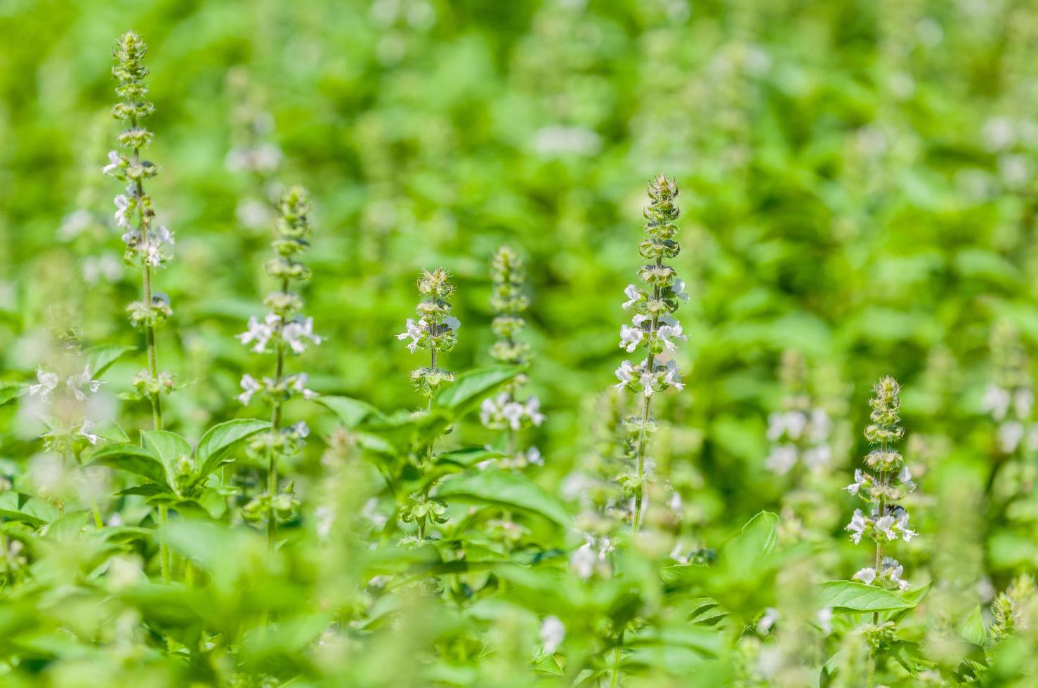 Fresh basil field photo