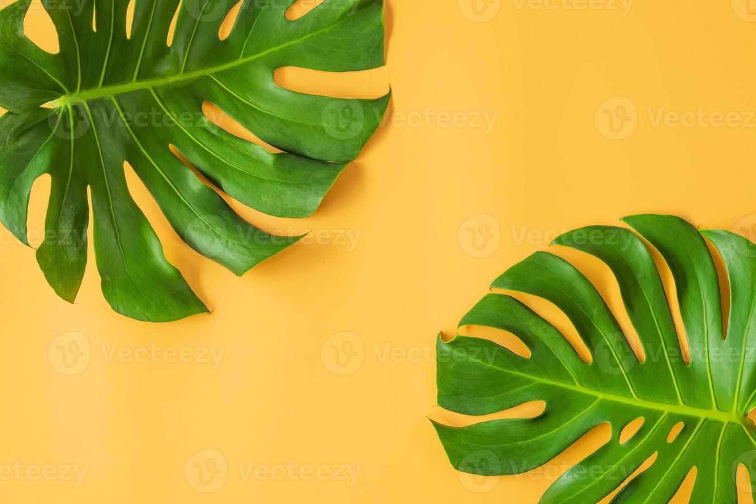 hojas de monstera sobre fondo naranja foto