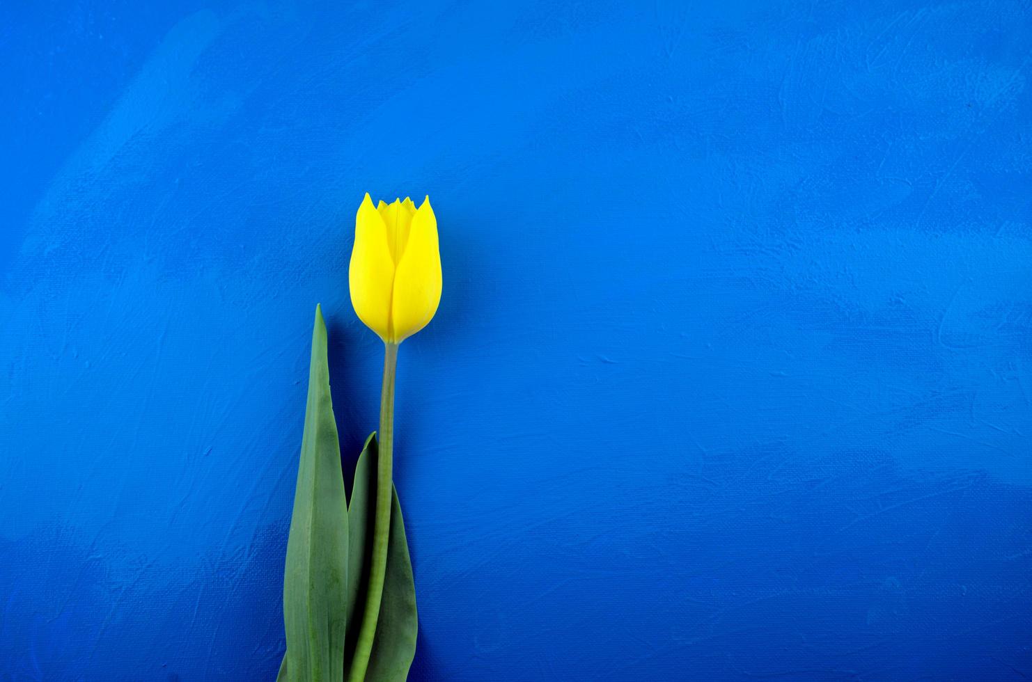 Fresh yellow tulip flat lay on bright blue grunge abstract photo