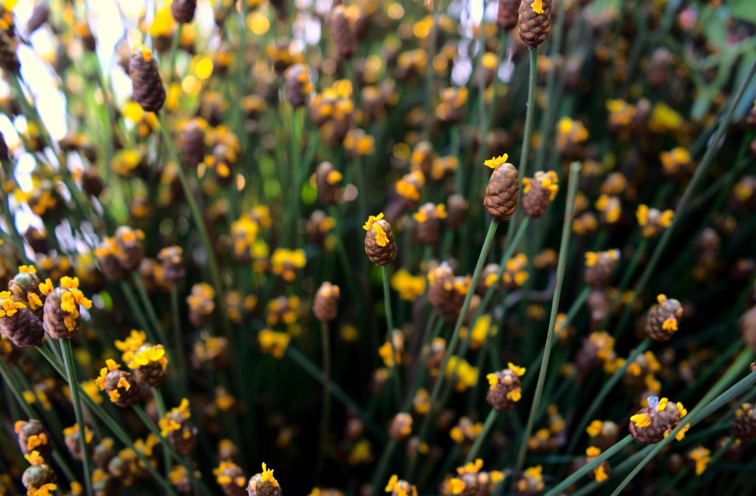 Prado de flores silvestres de color amarillo dorado con fondo de textura bokeh foto