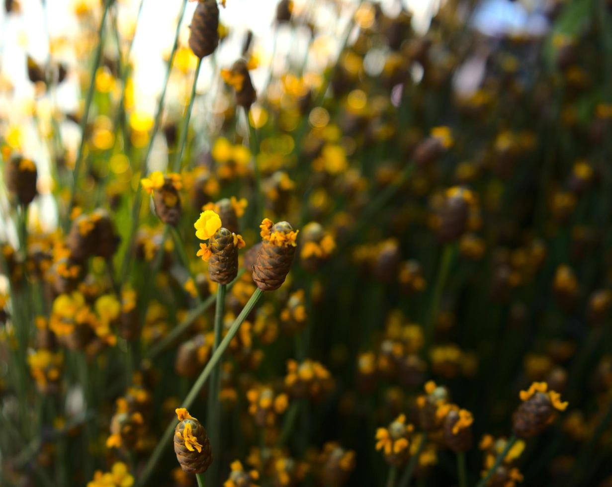 flores silvestres amarillas con bokeh foto