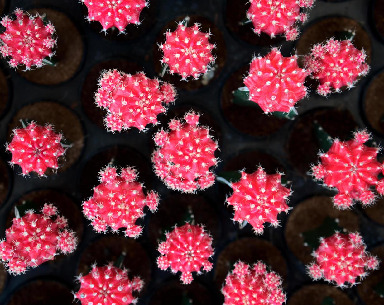 planta del desierto de cactus rosa colorido mexicano foto