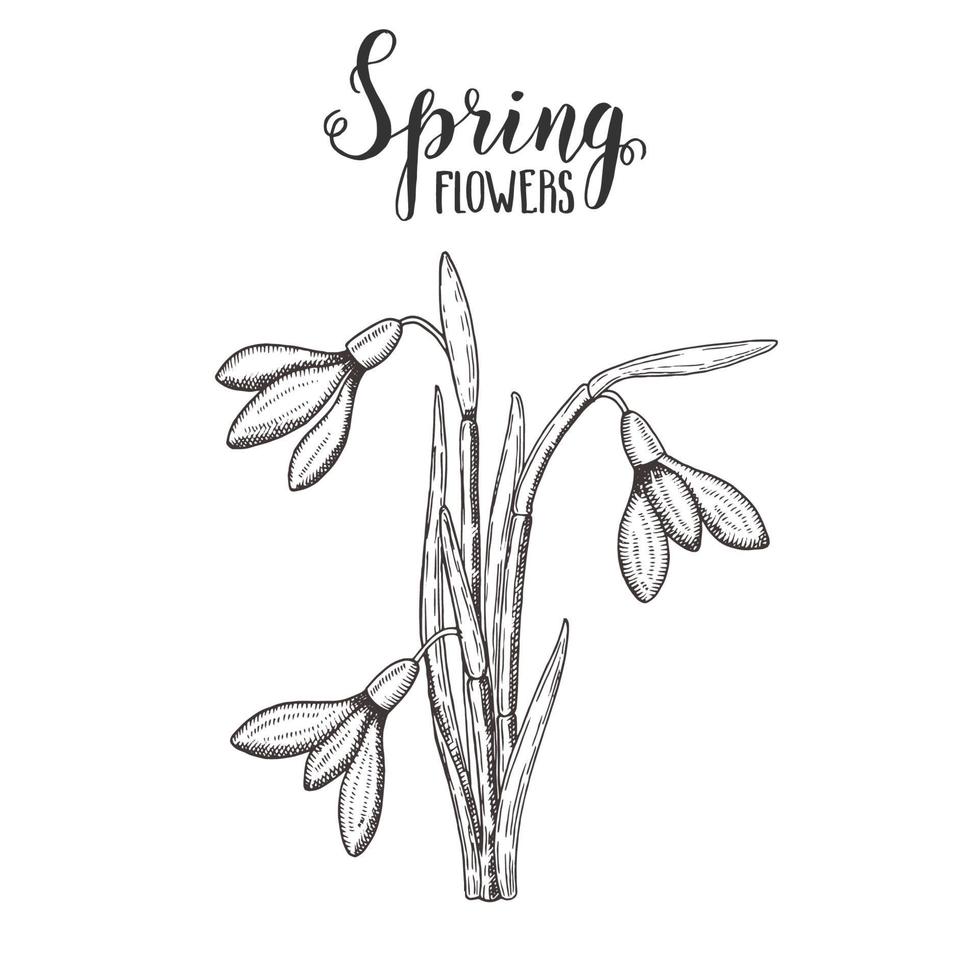 Spring flowers. Vintage hand drawn monochrome snowdrops. Sketch. Vector engraving illustration.