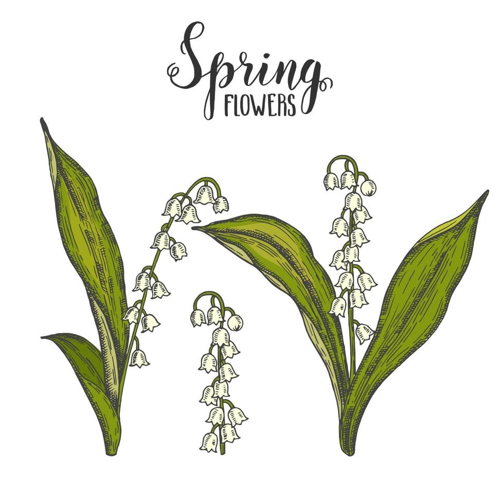 Flores de primavera. Conjunto de colores dibujados a mano vintage de lirios del valle. bosquejo. ilustración de grabado vectorial. vector