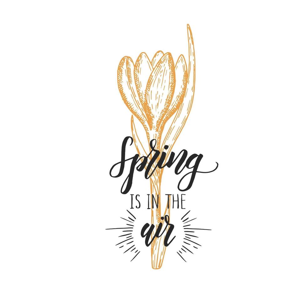 Hand made lettering - spring is in the air. Vintage hand drawn crocus. Sketch. Spring flowers. Vector engraving illustration.