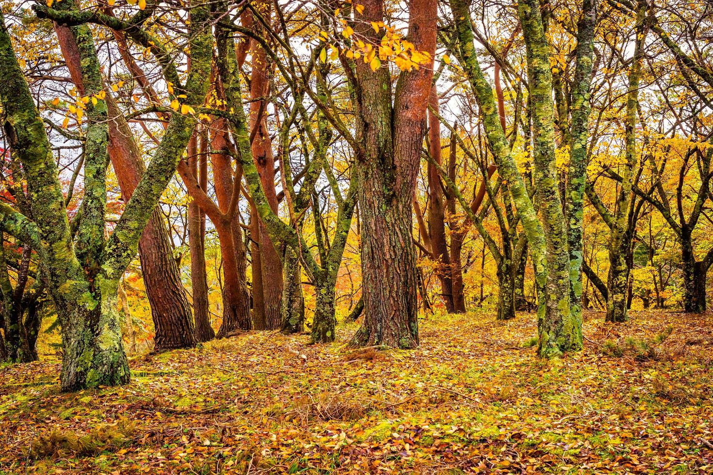 Maple trees in autumn photo