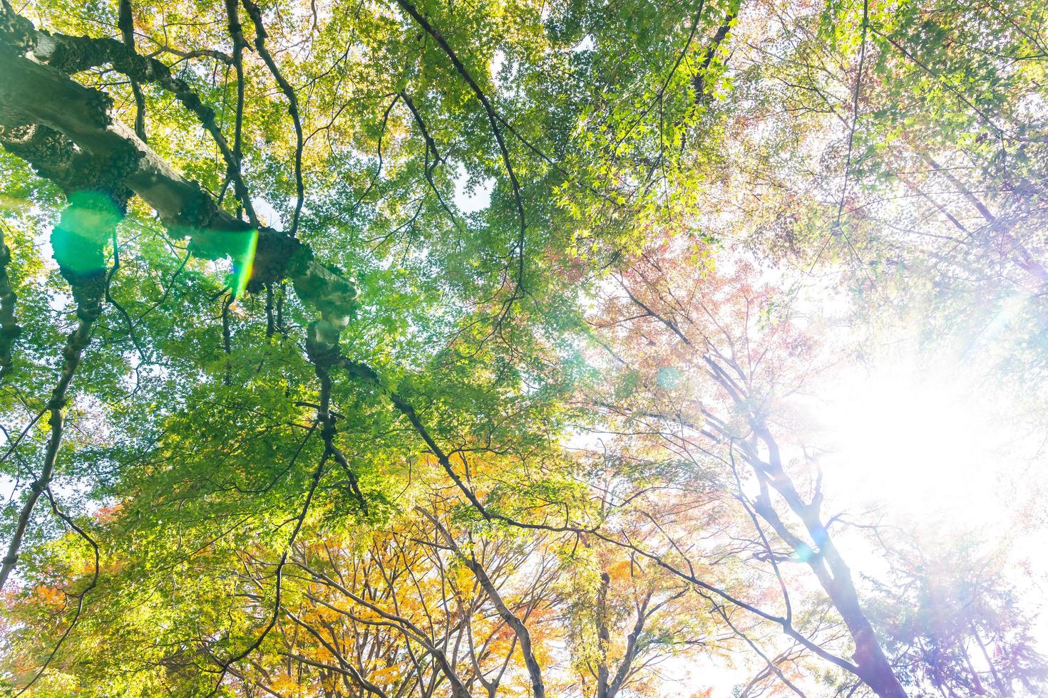 Maple trees in autumn photo